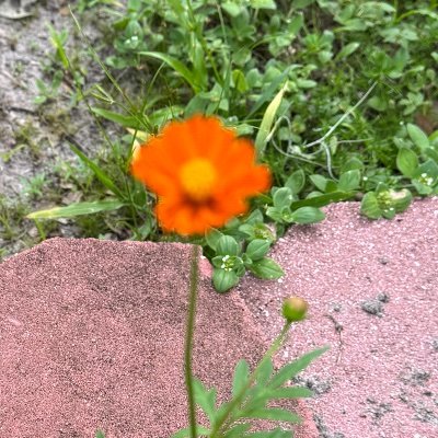 ChiChiLaRoux1's profile picture. Catholic, wife, grandmother, loves America