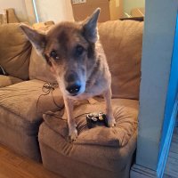 ZeeBee (@zeebeeosrs) 's Twitter Profile