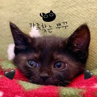 🐈‍⬛가족찾은 뿌꾸🐈‍⬛ (정보는 메인트에) (@bbukku_bbam) 's Twitter Profile Photo