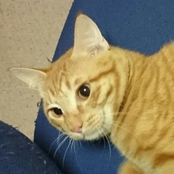 本と煙草とゲームが好き、メタルを聴く、クソ映画を愛する、そんな猫。アレコレ興味を持つ。なりゆきで経済アカウントっぽく。