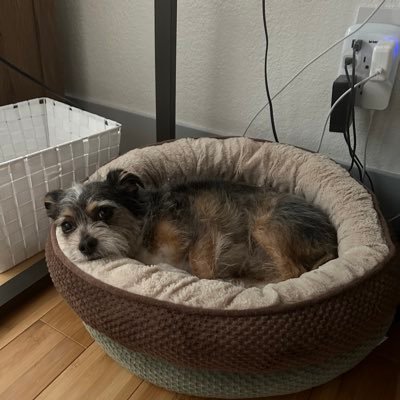 Thunder_Dog_onX's profile picture. Im Joe’s best friend and I snap at mom sometimes. I have a nose for good crypto projects with good communities and strong teams. Find Joe on TG @BasedMidge79