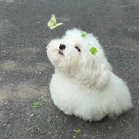 Cute animal videos (@_beingcute) 's Twitter Profile