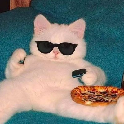 Mostly cats, occasionally chaos. Expect purrs, memes, and unsolicited opinions