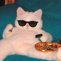 meow (@themeowproject) 's Twitter Profile