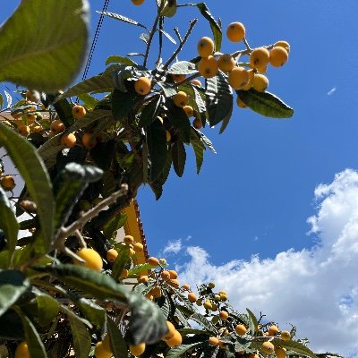 yuzu3c's profile picture. 