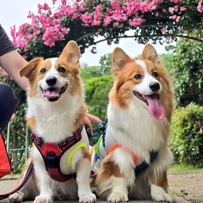 Welsh Corgi Pembroke.
💛Louis ルイ♂ 2019.11.17
たれ耳BIG BOY🐾
彼氏風ショット📸
💙Mao マオ ♂ 2024.5.21
にぱにぱBIGフラッフィー🐾
新米兄弟🔰
コーギーオフ会【ルイフェス】主催🍀