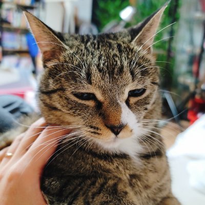 🍊제주도민 아기동지🍊
🐱4&🐶1 제주 제2공항 반대✈️🚫
깃발: 범우주적 범성애자 연합, 문과(新!)