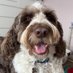 Jack Hancox (@mrorangutangman) Twitter profile photo Jack Hancox (@mrorangutangman) Twitter profile photo