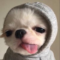 Astronauta (@pooow88) 's Twitter Profile