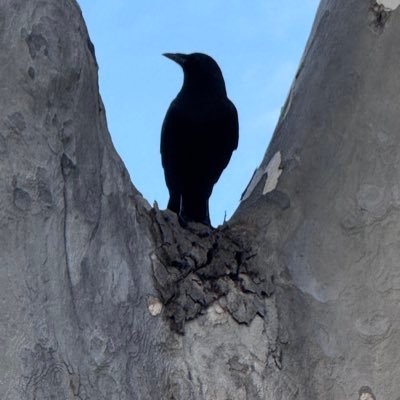 BEstoicOne's profile picture. XArtistx