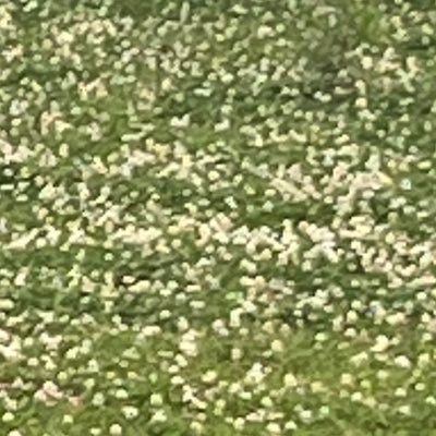 kakapo__gg's profile picture. 閲覧用