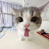 elexiol (@elexiol_) 's Twitter Profile