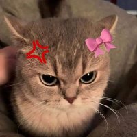 🅡🅞🅓🅒🅗🅐🅝🅞🅚🍒🍒 (@rs98165) 's Twitter Profile