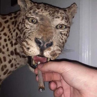 chucra Profile