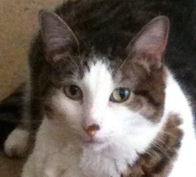 CJLegendKitty's profile picture. Someone called me Legend because I survived a fire 2/23/12 that took brofur Cosmo. I like the name so I'm keeping it! Sadly I'm an angel now too. OTRB 5/11/16.