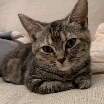 YouTubeでマンチカンのチャビ(♀)とムギ(♂)の日常を毎日投稿してます🐱 🌸チャビは冷静ビビりなお姉さん 🌾ムギは元気で大食いな弟分 2匹のほのぼの日常をご覧ください✨ #マンチカン #猫好きさんと繋がりたい