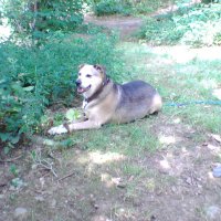 DemoDog☣️ (@demodog585) 's Twitter Profile Photo