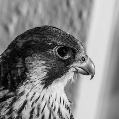 dhgrbt's profile picture. 