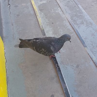 Leo_mediolanum's profile picture. SocialDemocrata 🌹/Bisexual 🏳️‍🌈/Fan del Rock (ninguno en particular)