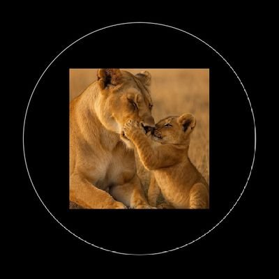 okeke4111's profile picture. wildlife