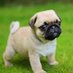 pug lord (@babypugstr) Twitter profile photo pug lord (@babypugstr) Twitter profile photo
