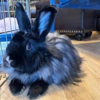 Toxic 🧪🐰 #freeschlep (@toxicitybun) 's Twitter Profile