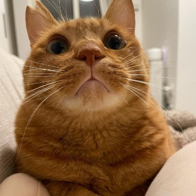 猫と一緒にいるのは本当に楽しいです🐱
私の猫の名前はチョビです✨
チョビは2歳3ヶ月の女の子で、遊ぶのが大好きですが🎀、いつも水が怖いです💦(笑)😸