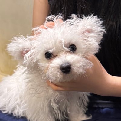 lovechim520's profile picture. 