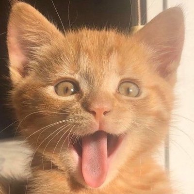 Warren1delivery's profile picture. เงี่ยนจังนะครับ One Ireland and international misanthrope
Everyone who supports Israel genocide is banned from liking my posts and comments.