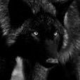 vent | 27 | schizoaffective + mdd, ocd, bpd, gad, social anxiety, ptsd, sh + ed recovery, agoraphobic | genderfluid aroace lesbian wolf therian | 18+