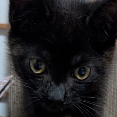 とだっちさんのプロフィール画像