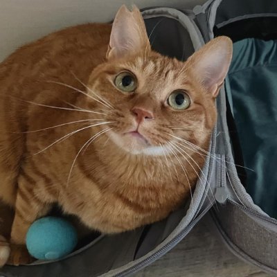 猫と一緒にいるのは本当に楽しいです😍
私の猫の名前はチョビです😻
チョビは2歳9ヶ月の女の子で、遊ぶのが大好きですが、いつも水が怖いです(笑)🤣💕💕