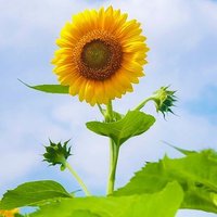 सृष्टि (@shrishti82) 's Twitter Profile