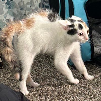 sarahxtonin's profile picture. almond croissant enjoyer