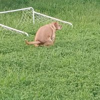 doodoo2 (@lindydoodoo2) 's Twitter Profile