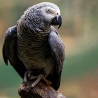 Nicos (@0xnicos) 's Twitter Profile
