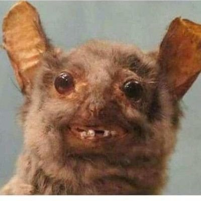 Anferny33's profile picture. Parody. 😉