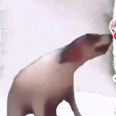 ninninnikoniko0's profile picture. ninnpeko