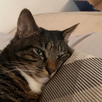 みたらしめんたいこさんのプロフィール画像