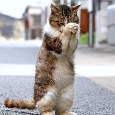 なんちゃんさんのプロフィール画像