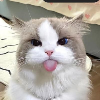 Miyamur94762452's profile picture. kosong