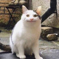 アールでアール (@ryosukeism54) 's Twitter Profile
