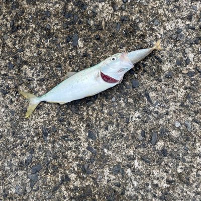 tsuki_chandayo's profile picture. 