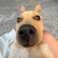 trize zororo (@melissa55681396) 's Twitter Profile Photo