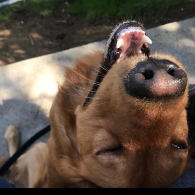 joebroman_'s profile picture. Truth seeker, loves God and country