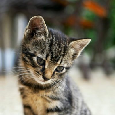 accuiel_web's profile picture. 
