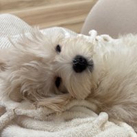 Joseph (@joseph_sweetie) 's Twitter Profile Photo Joseph (@joseph_sweetie) 's Twitter Profile Photo