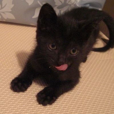 【✽ひつじ✽様 専用】〜６月・７分お取り置き〜 ✽ひつじ✽様 専用】〜6月分お取り置き〜 少女漫画