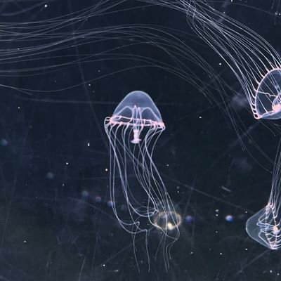 himajin_spoon's profile picture. 