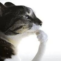 pluviouscascade's profile picture. 19 / ENG+VIE